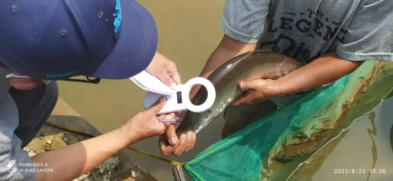 Budidaya Ikan Lokal Belida Jawa di BBI Depok Masuk Proses Pematangan Gonad