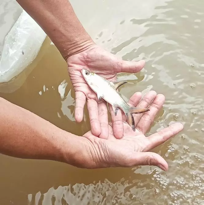 Budidaya Bala Shark, Masuk Proses Pematangan Indukan