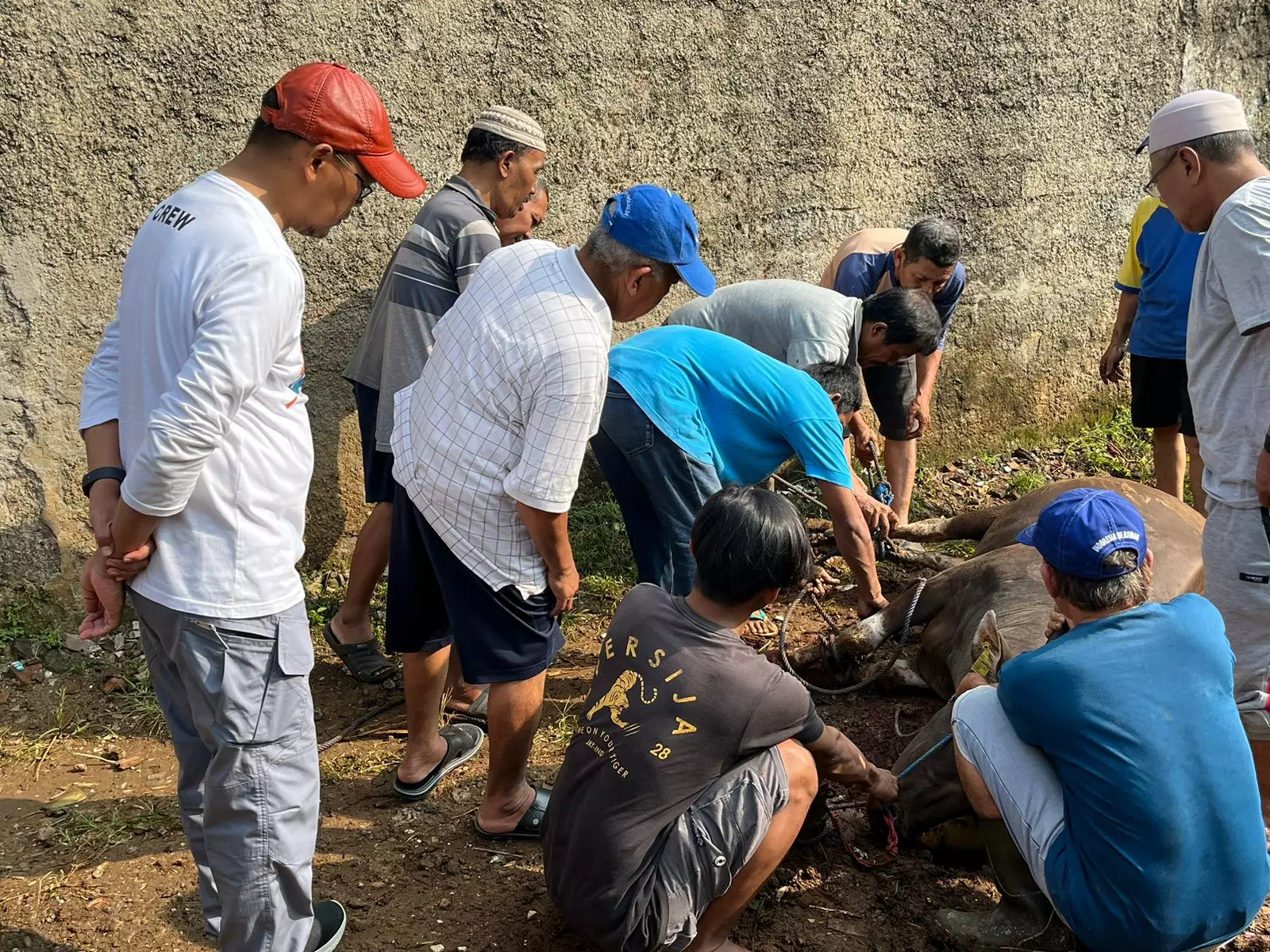 Iduladha 2024, Bang Imam Sumbangkan Puluhan Hewan Kurban ke Sejumlah Wilayah