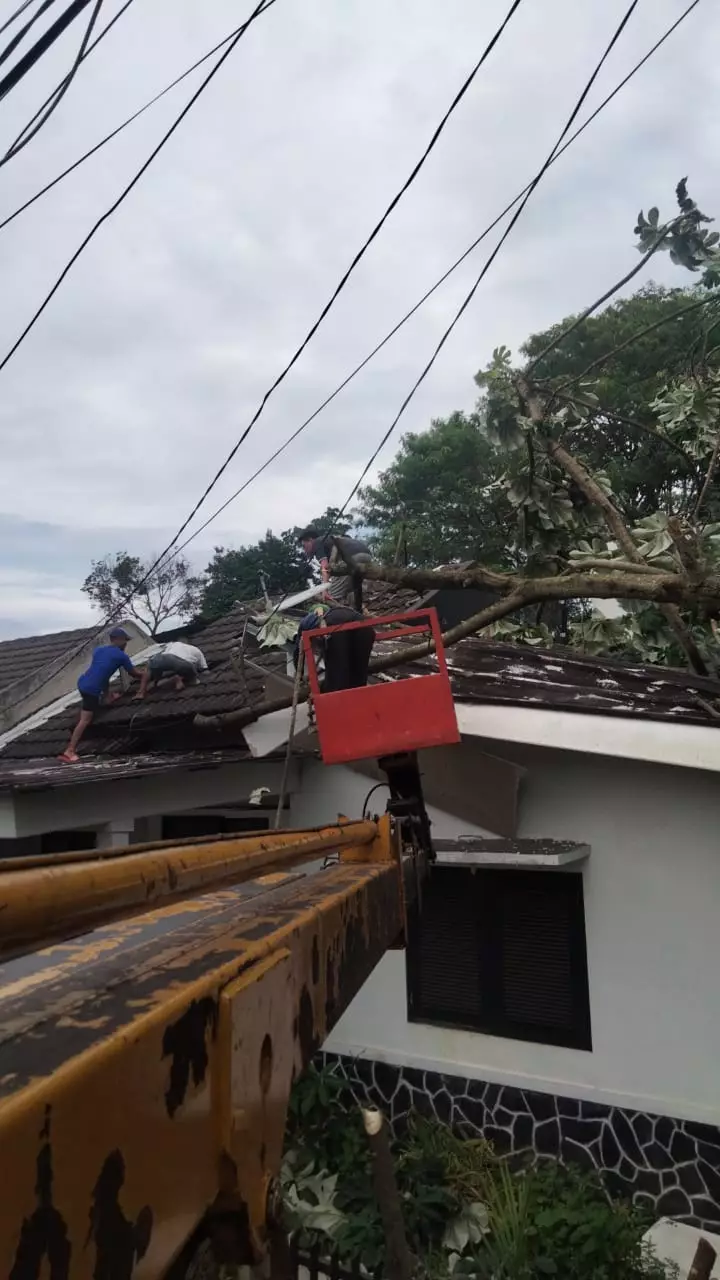 Sigap, Satgas DLHK Depok Tangani Pohon Tumbang di Perumahan Taman Anyelir 3