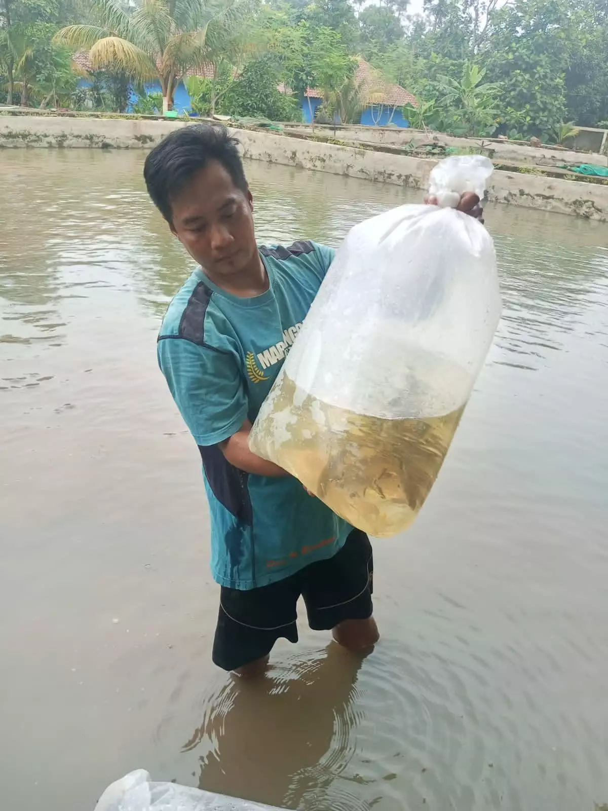 Kembangkan Budidaya Ikan Lokal, BBI Depok Datangkan 144 Ekor Bala Shark dari Banyuasin