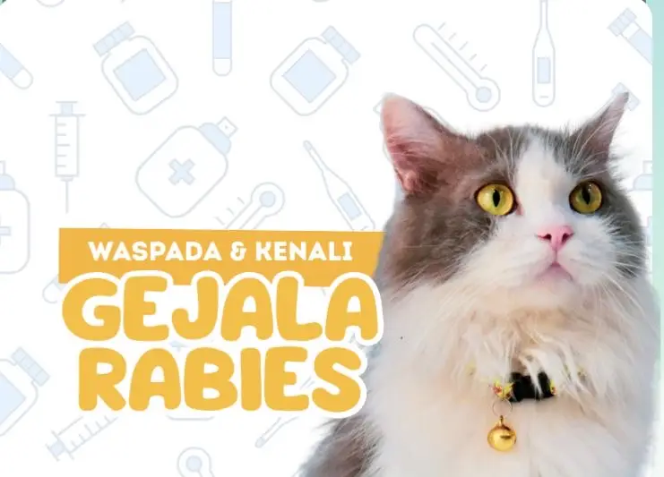 Waspada Rabies, Kenali Gejala dan Langkah Pertolongan Awalnya