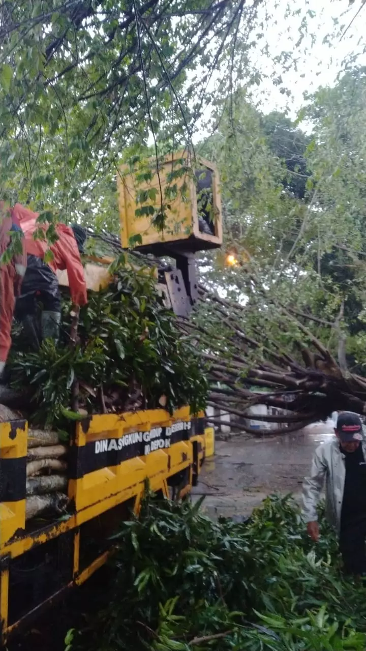 Satgas DLHK Depok Gerak Cepat Tangani Pohon Tumbang di Tiga Titik