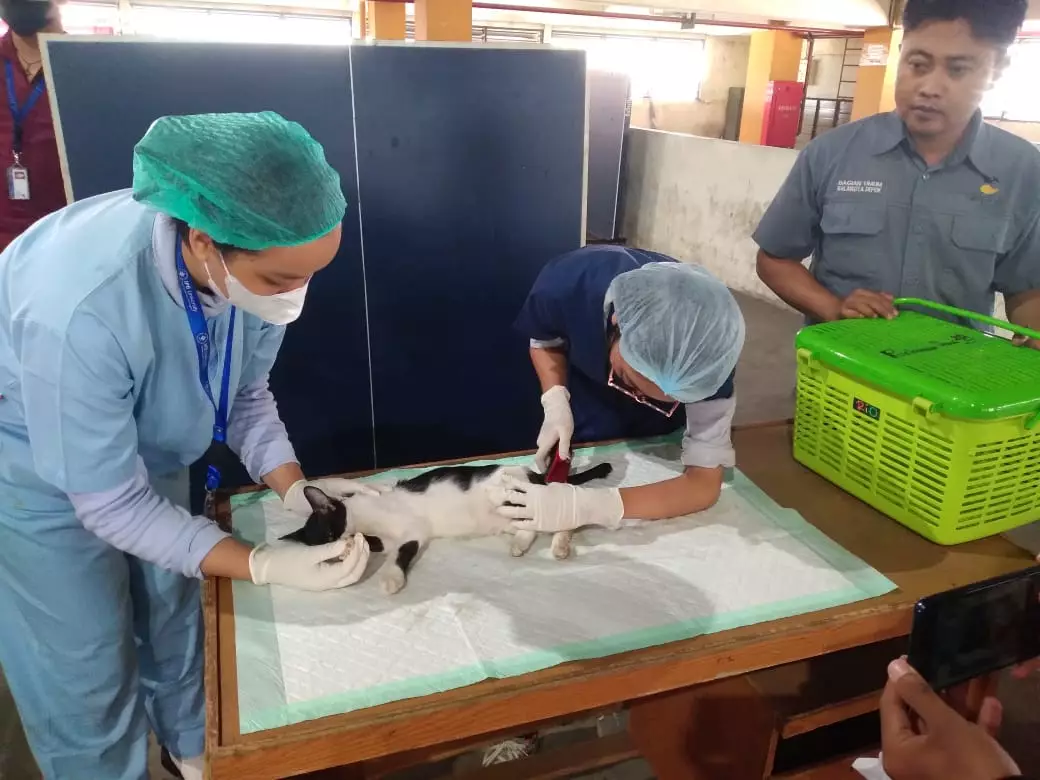 UPTD Puskeswan Depok Sterilisasi Kucing di Area Balai Kota