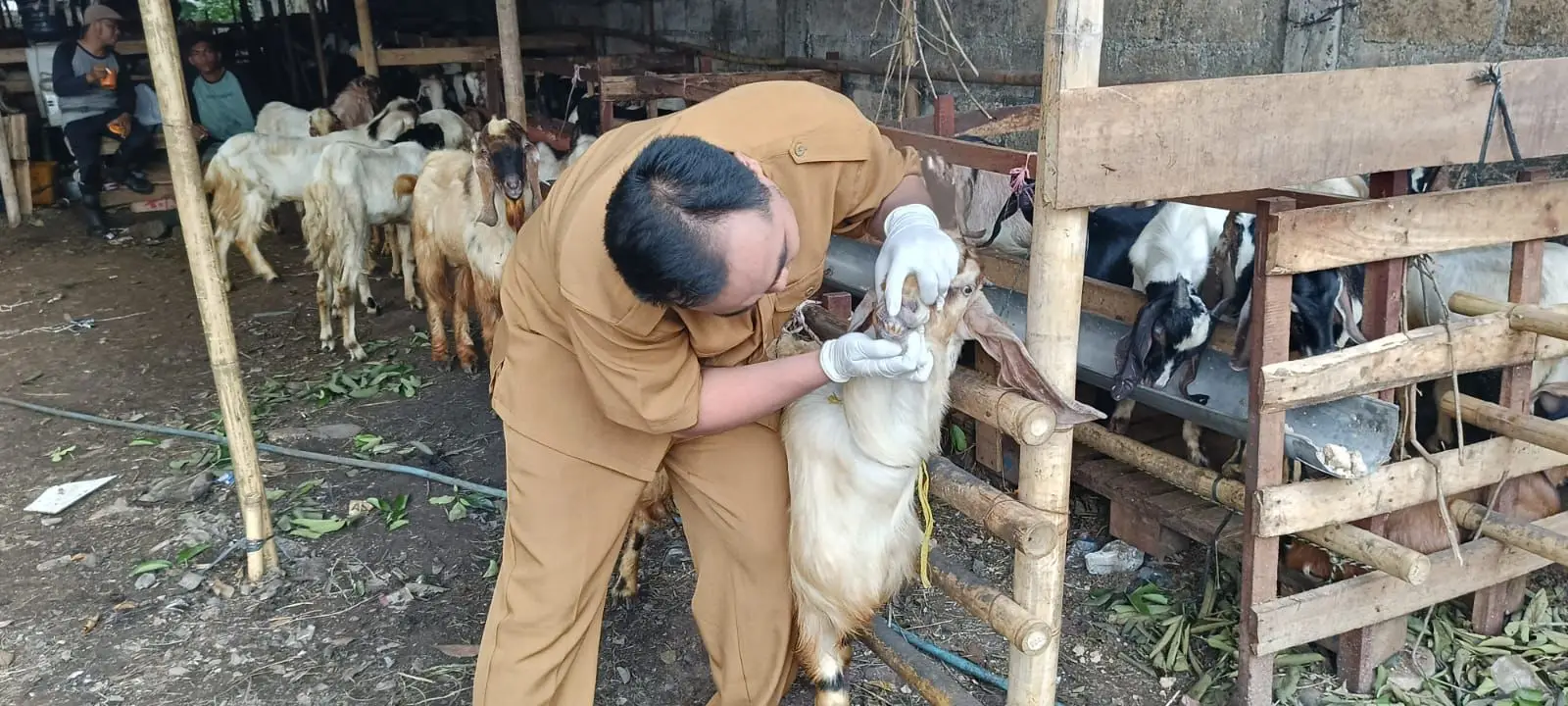 DKP3 Depok Awasi Ketat Penjualan Hewan Kurban Jelang Iduladha