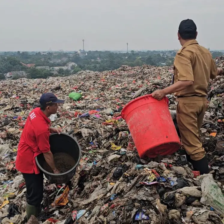 DLHK Depok Tebar Ribuan Maggot di TPA Cipayung, Uji Coba Kurangi Sampah Organik
