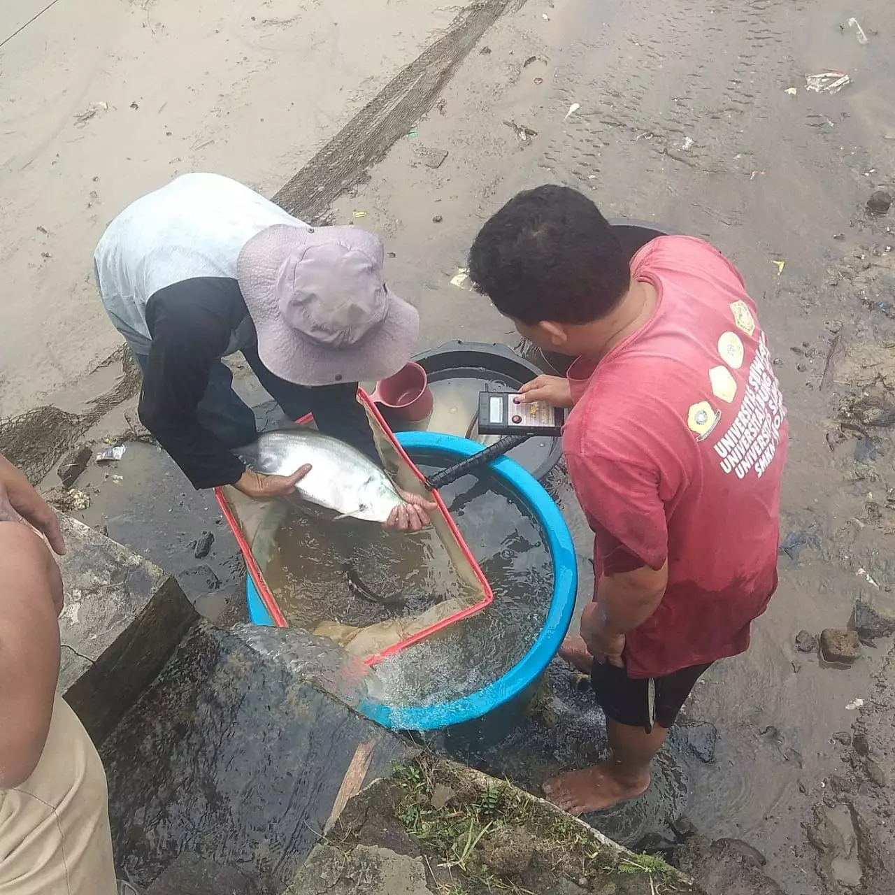 Pembibitan Ikan Belida Jawa di BBI Depok Gunakan Dua Metode Pemijahan