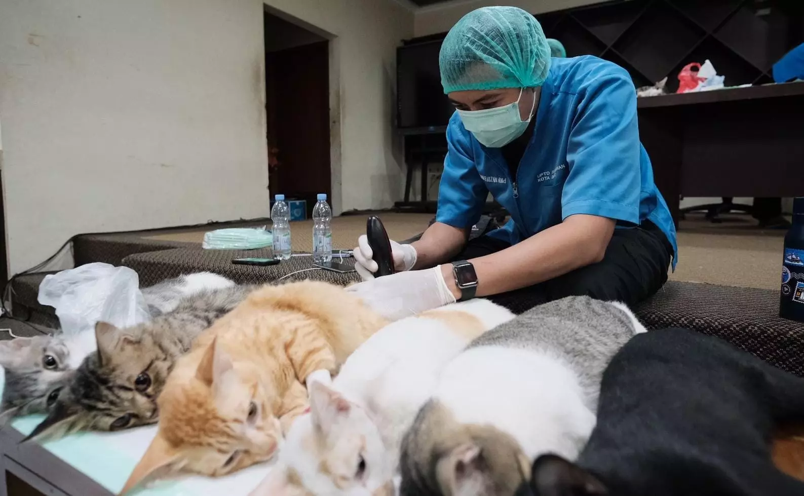 DKP3 Depok Berhasil Sterilisasi Ratusan Kucing Domestik