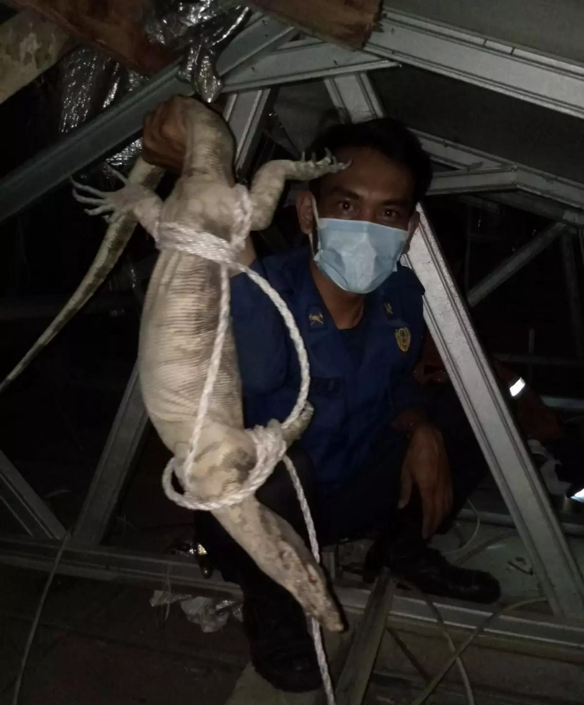 Aksi Petugas Damkar Evakuasi Biawak di Loteng Rumah Warga
