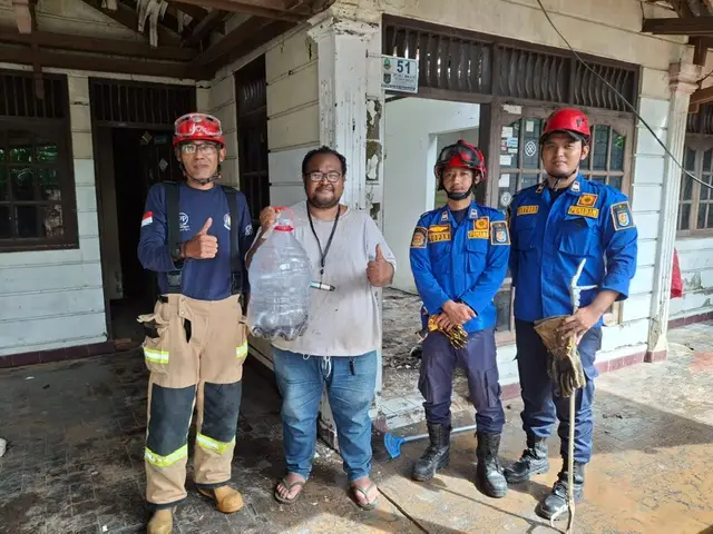 Petugas Damkar Depok Evakuasi Puluhan Ekor Anak Kobra yang Bersarang di Rumah Kosong