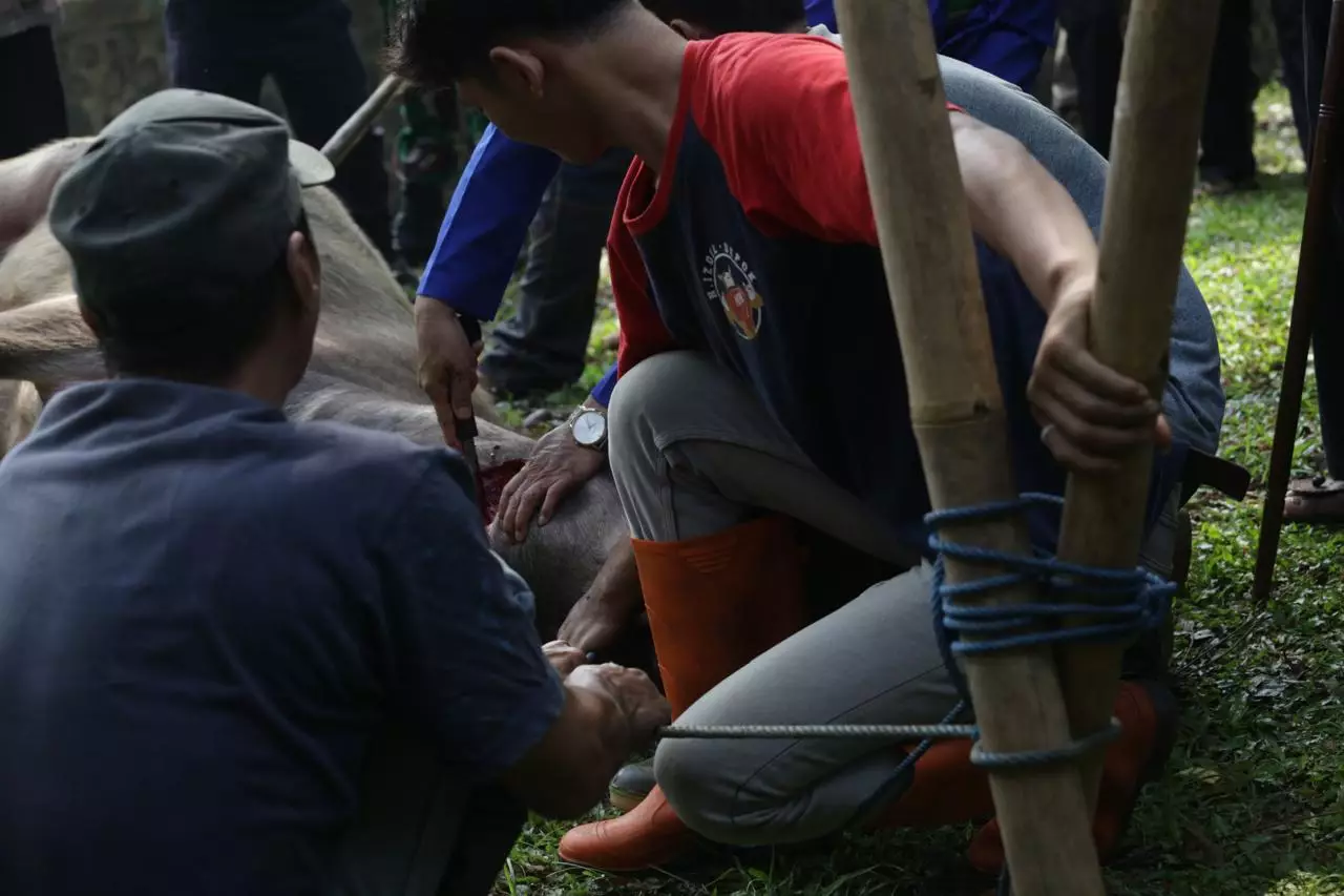 Tradisi Potong Kebo Andil di Lebaran Depok 2024