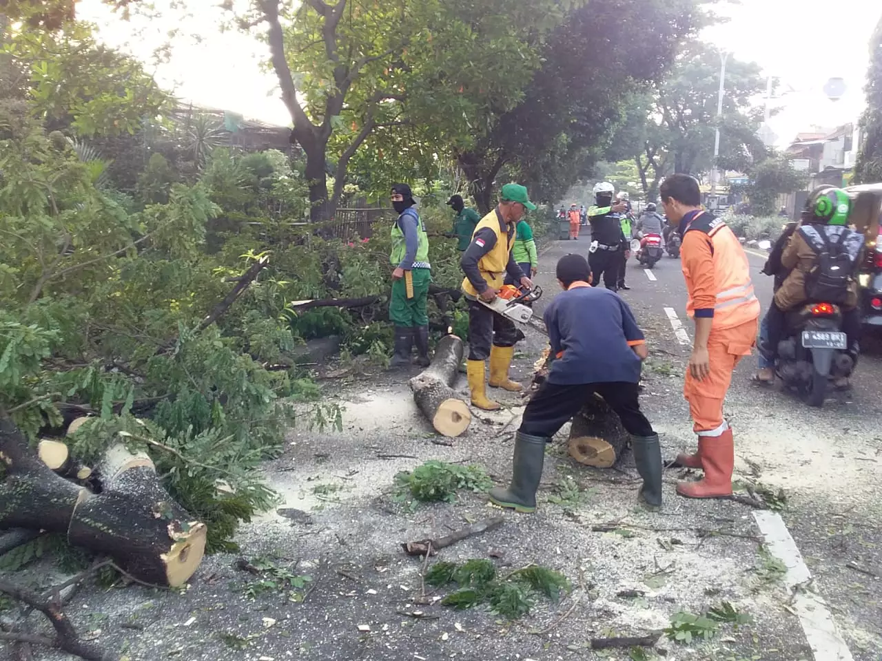 DLHK Depok Sigap Tangani Pohon Tumbang di Jalan Juanda