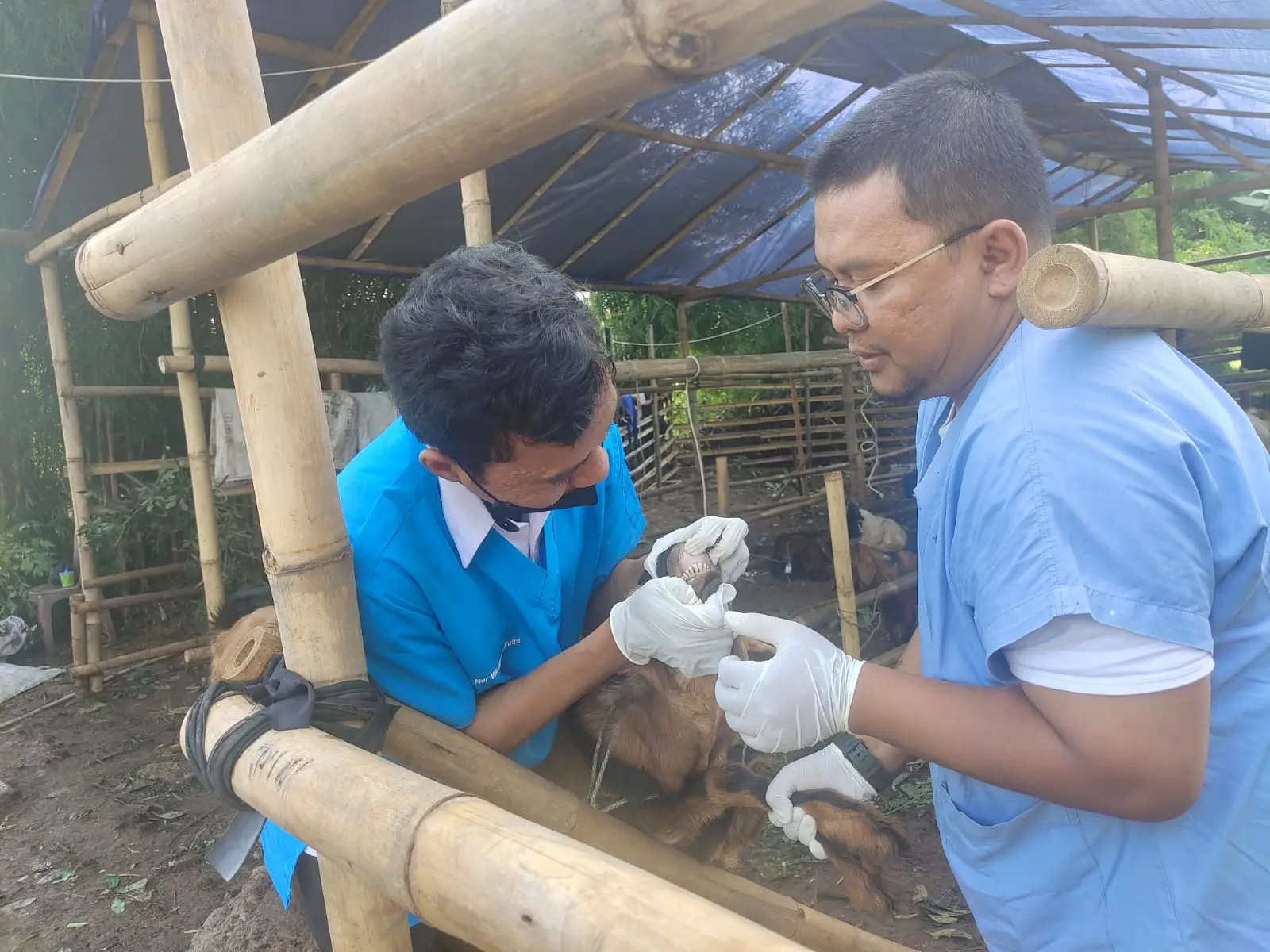 DKP3 Depok Mulai Awasi Lapak Hewan Kurban, 942 Ternak Sudah Divaksin