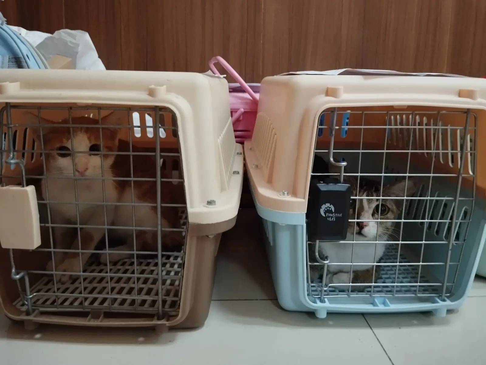 Kuota Vaksin Rabies Gratis WRD 2025 Terpenuhi, Warga Depok Jangan Lupa Patuhi Hal Ini