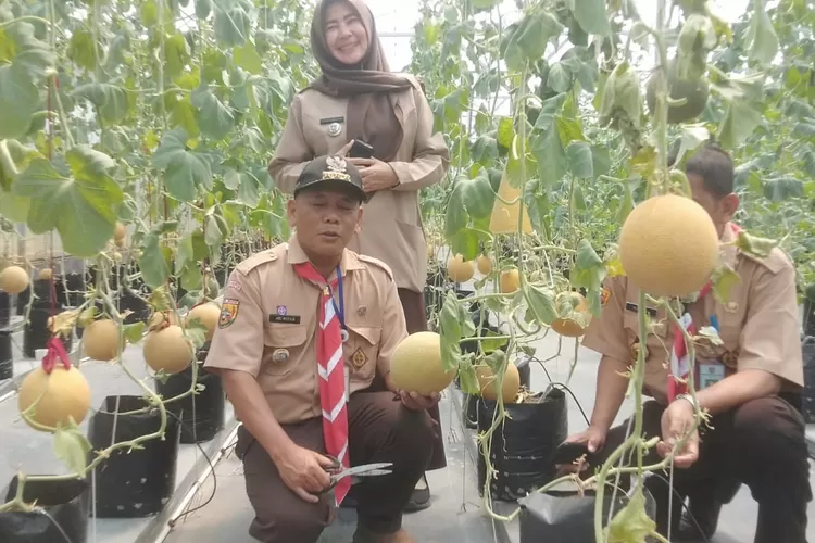 Camat Tapos Panen Melon di Leuwinanggung