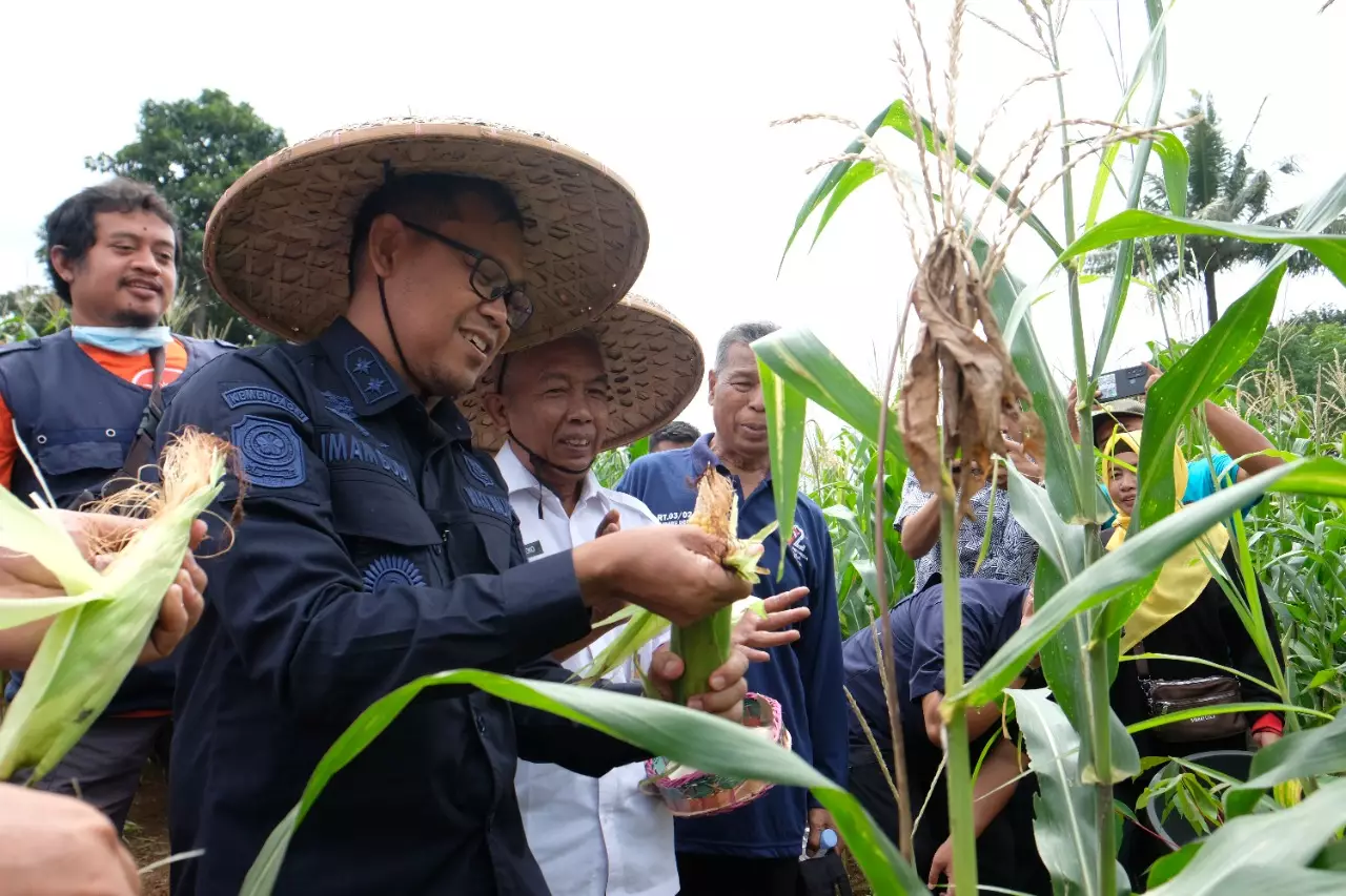 Panen Jagung Hasilkan 30 Kg, Bang Imam Ajak Warga Depok Manfaatkan Lahan Tidur