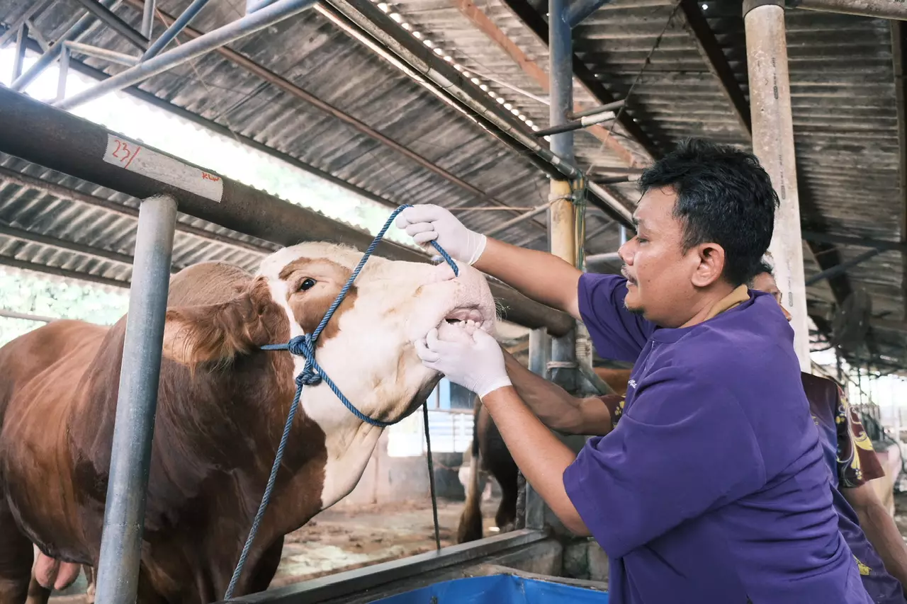 Petugas DKP3 Periksa Sapi Kurban di Tapos