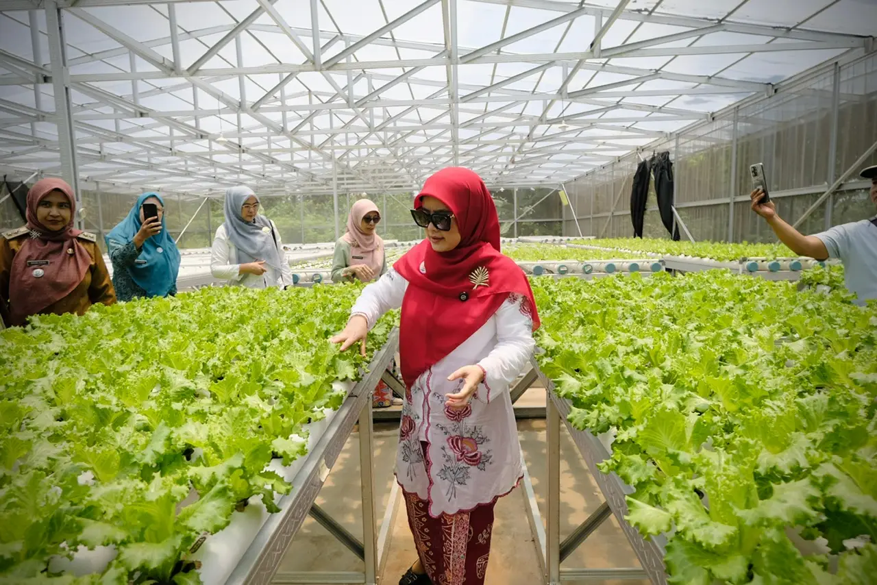 Ngider Cing Ikah Terus Berlanjut, E30 Farm: Hidroponik Tumbuhkan Harapan
