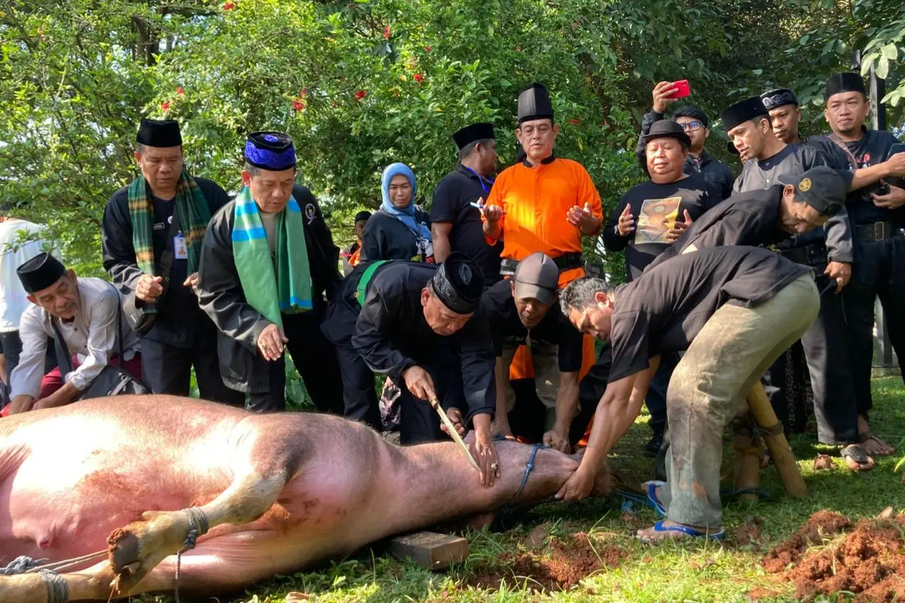 Motong Kebo Andil, Warisan Budaya Depok yang Terus Dilestarikan