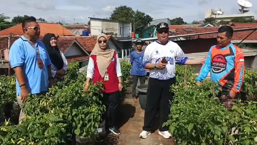 Warga RW 15 Cimpaeun Manfaatkan Rooftop Rumah Jadi Lahan Budidaya Cabai