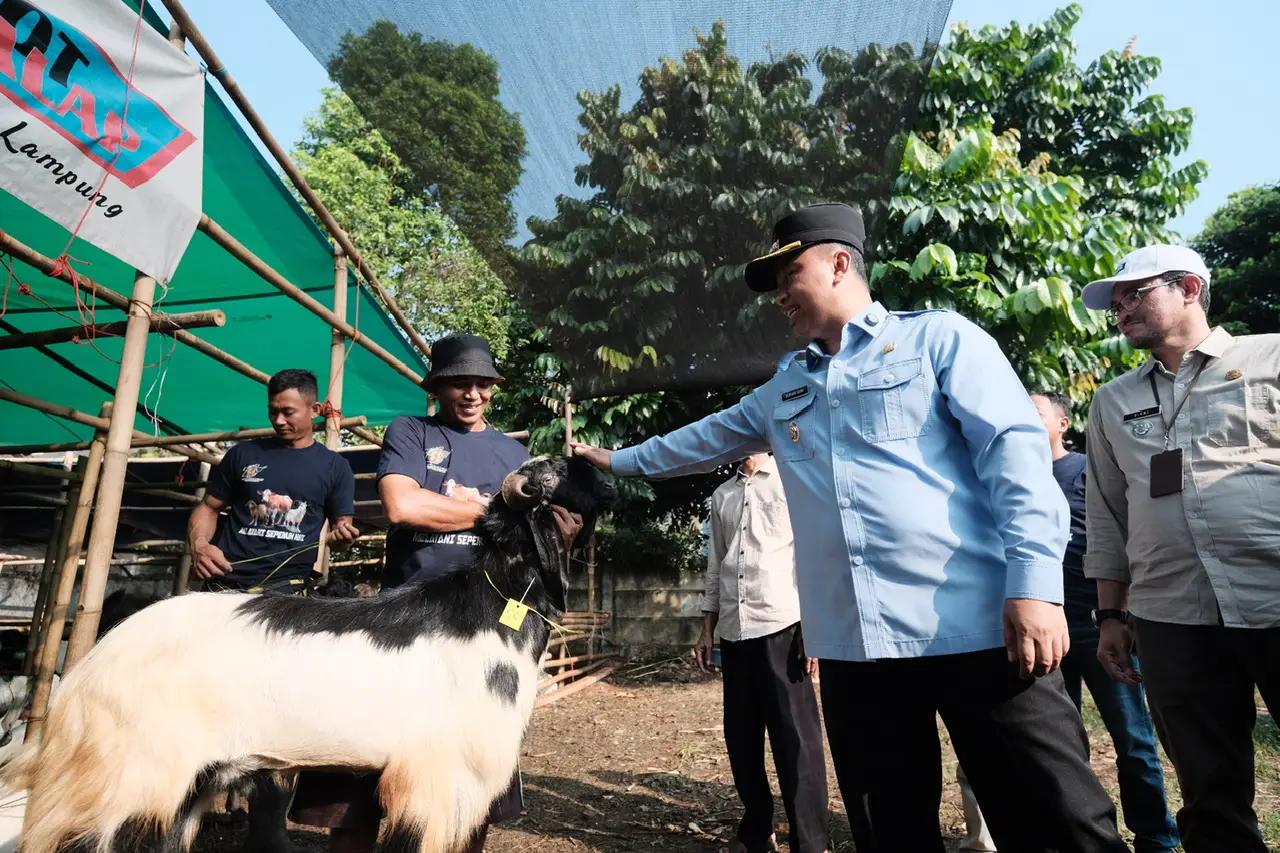 Pastikan Hewan Kurban Sehat, Wali Kota Depok Tinjau Lapak Bandot Balap di RJB