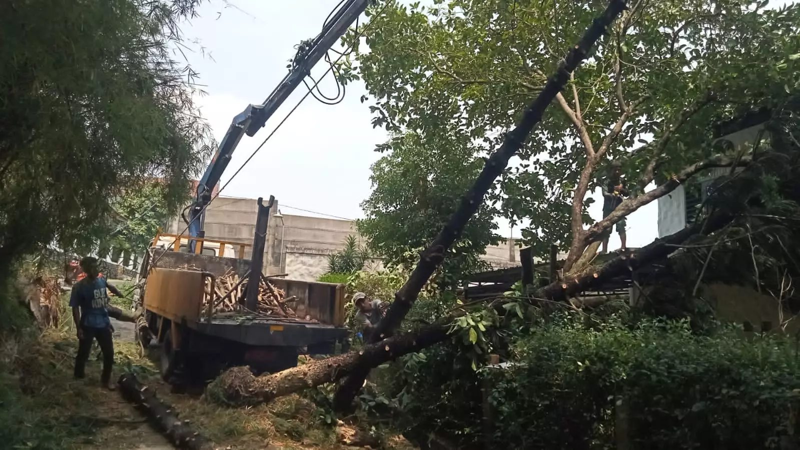 Sigap, Satgas DLHK Depok Tangani Pohon Tumbang di Sejumlah Lokasi