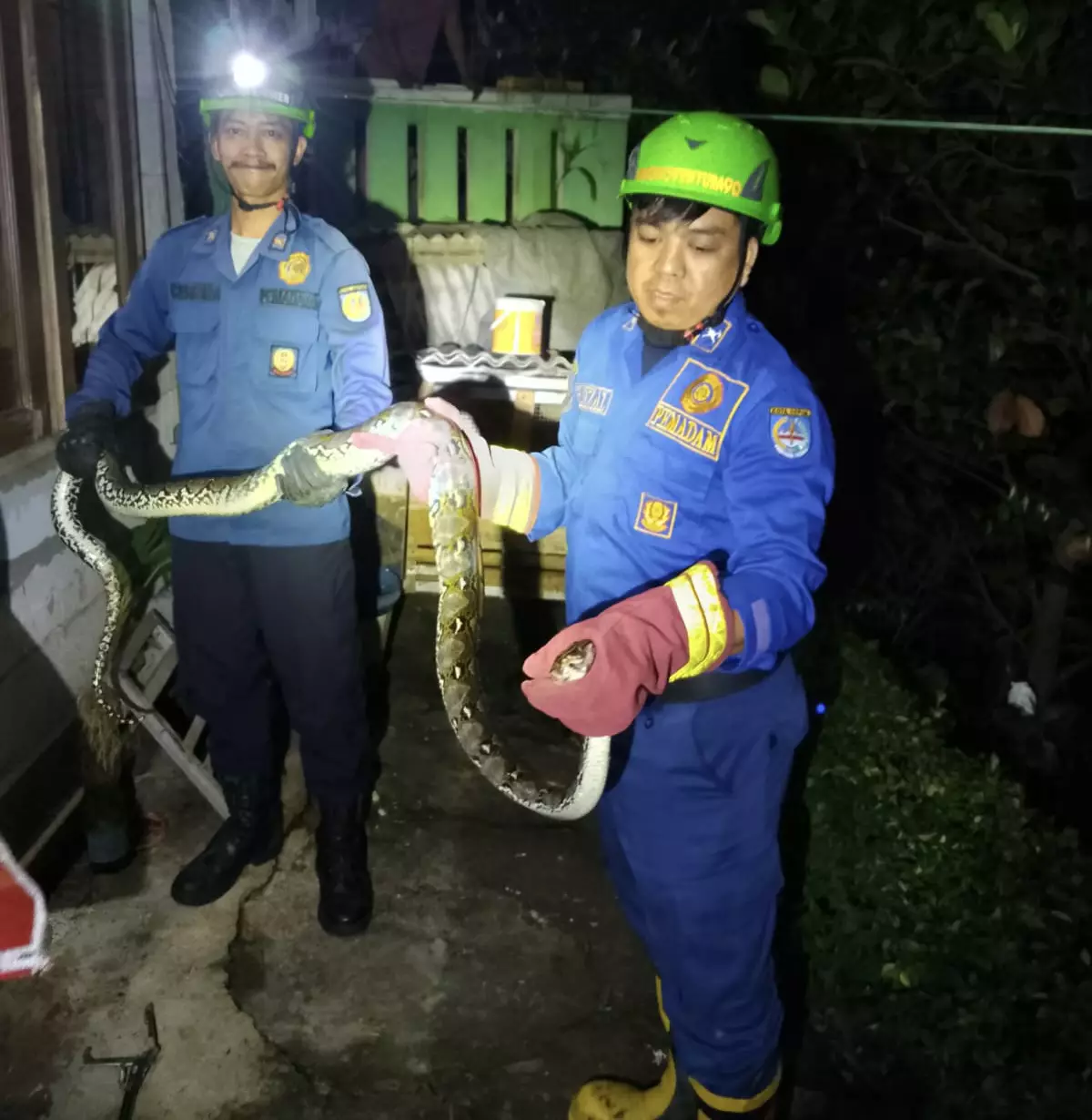 Tak Butuh Waktu Lama, Petugas Damkar Berhasil Amankan Ular Sanca 3 Meter di Sukmajaya