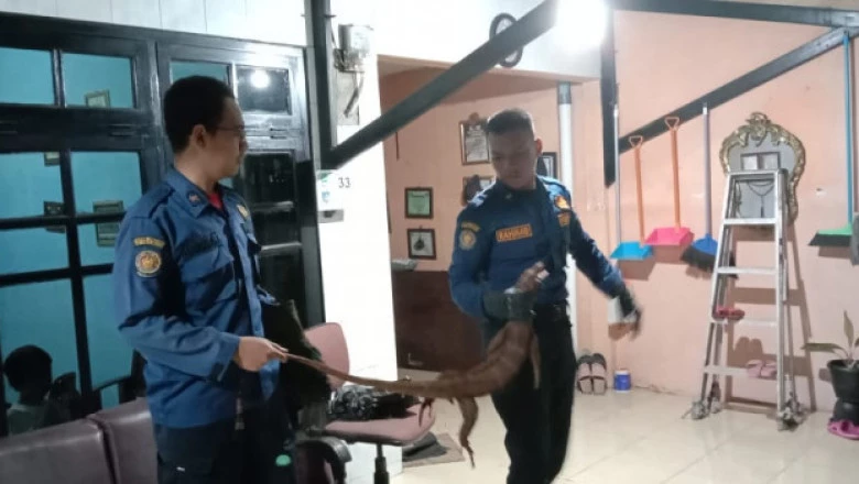 Masuk Rumah Warga, Seekor Biawak Berhasil Ditangkap Damkar Depok