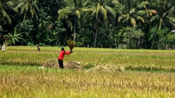Luas Lahan Sawah di Depok Tahun 2024 Tersisa 61 Hektare, Tersebar di Tiga Kecamatan