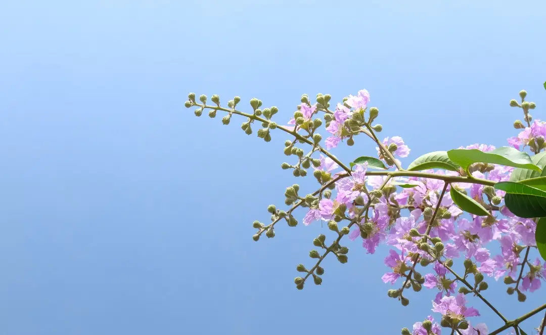 Perkenalkan “Sakura Tropis” si Pemanis Kota Depok yang Kaya Akan Manfaat
