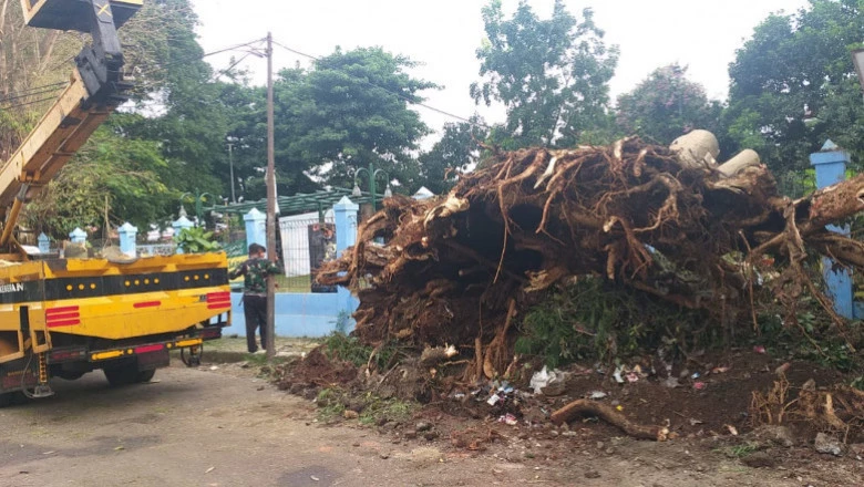 Satu Regu Satgas DLHK Dikerahkan Evakuasi Pohon Tumbang di Sukmajaya