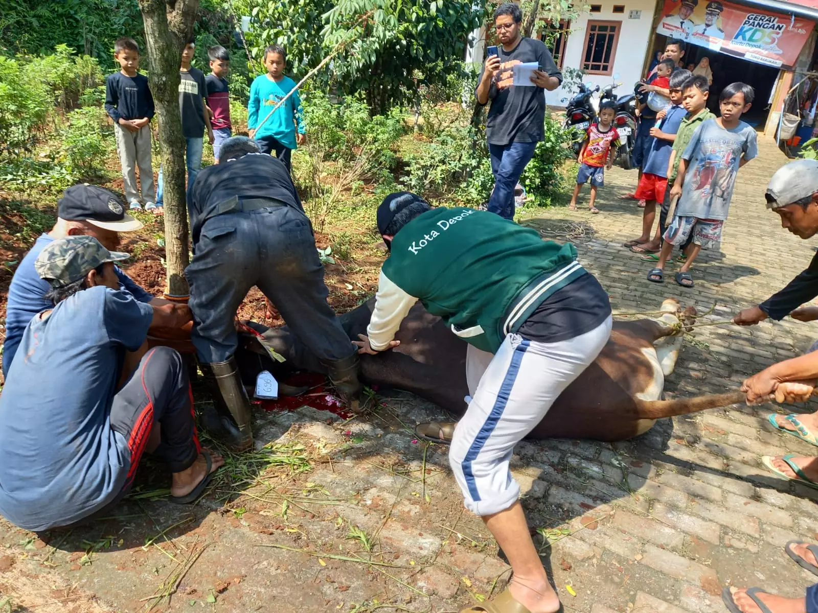 Disdik Depok Kurban Seekor Sapi Berbobot 344 Kg
