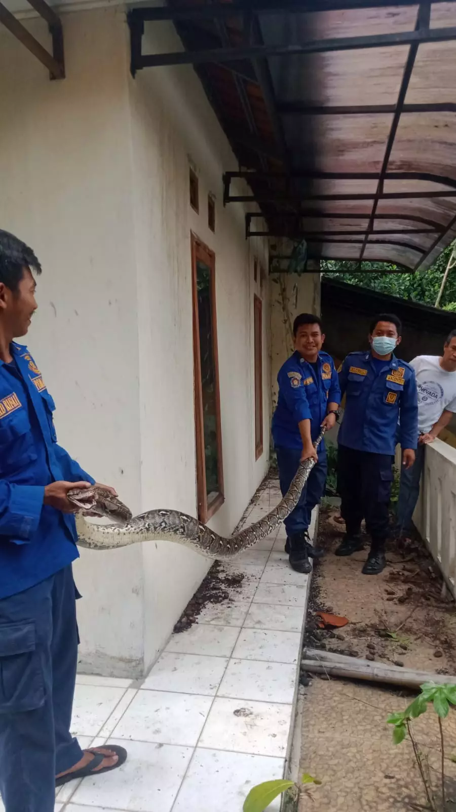 Petugas Damkar Depok Evakuasi Seekor Ular Sanca dalam Waktu 23 Menit