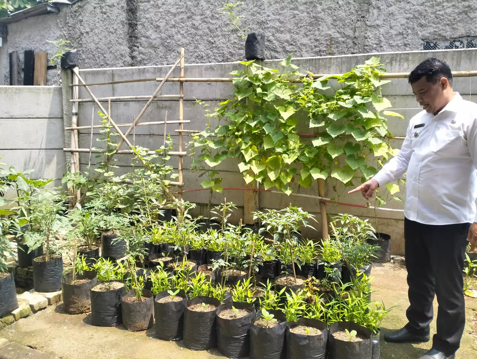 Pekarangan Kantor Kelurahan Boponter Dimanfaatkan Jadi Kebun Produktif