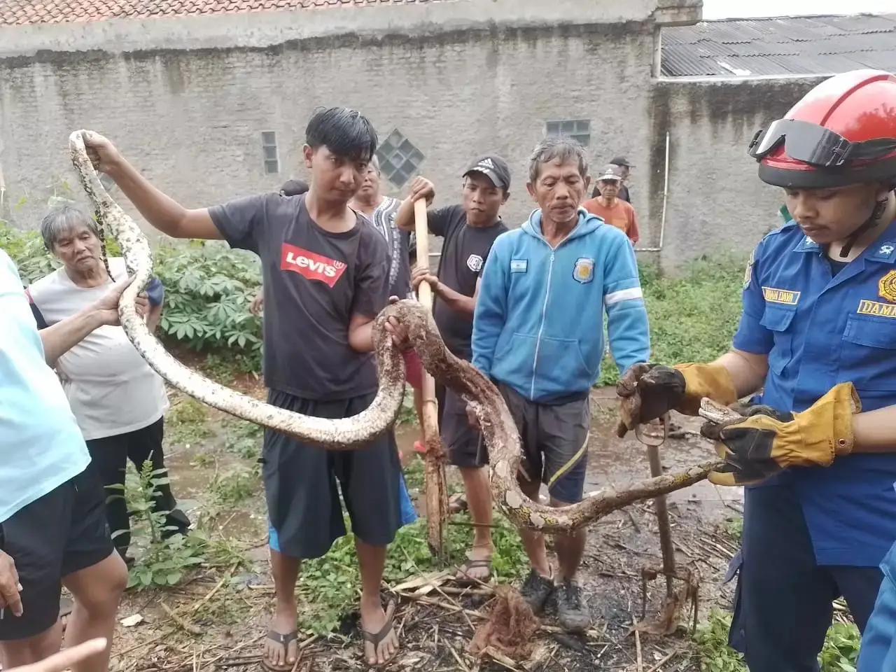 Warga Depok Harus Waspada! Hewan Ini Kerap Muncul di Rumah Saat Musim Hujan