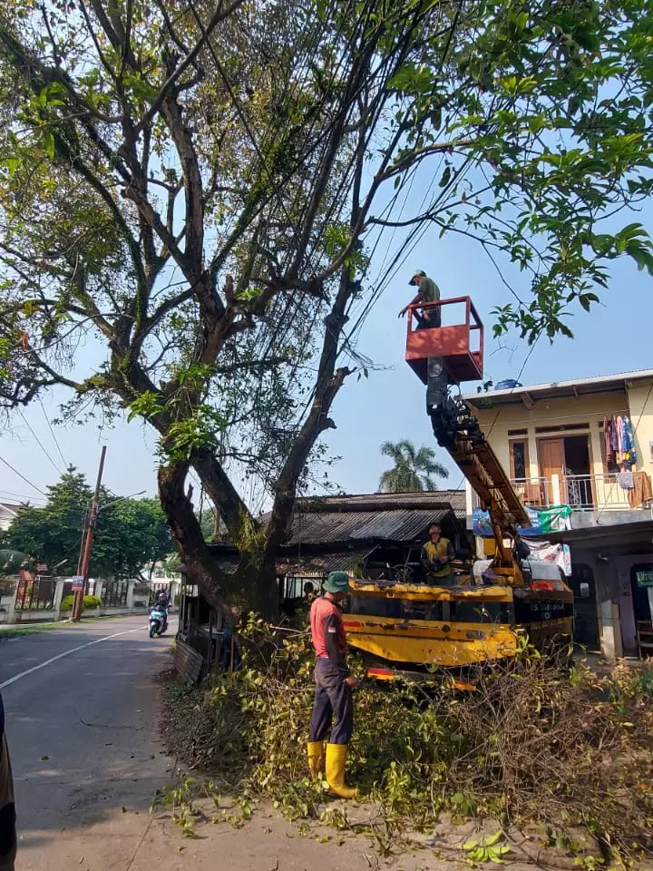 Hindari Risiko Tumbang, Sejumlah Pohon di Harjamukti Dipangkas