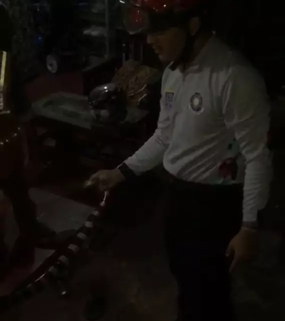 Petugas Damkar Sigap Amankan Ular Weling di Bojongsari