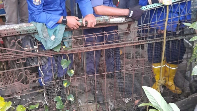 Damkar Depok Evakuasi Buaya Peliharaan Warga di Mekarsari