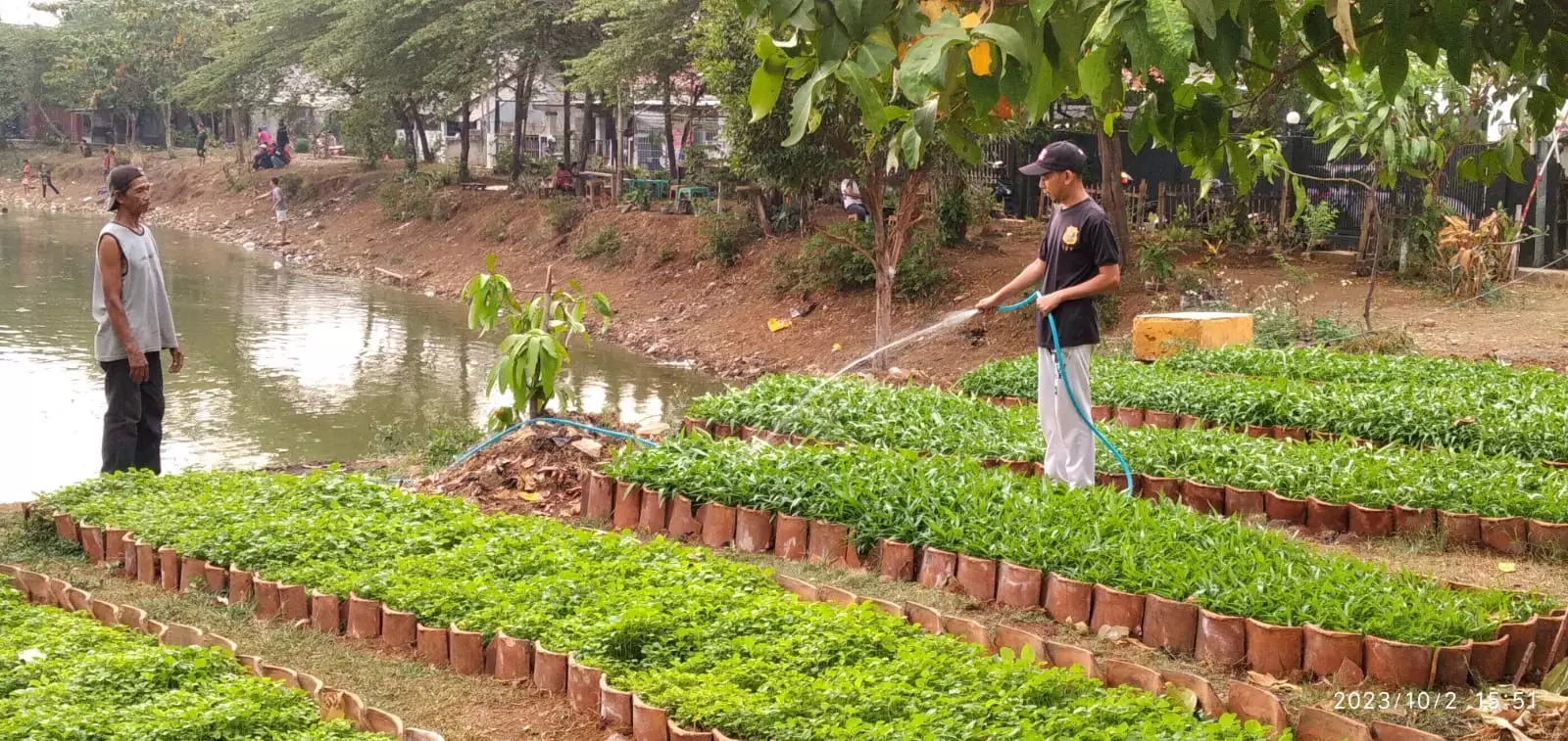 Pekarangan Pangan Lestari RW 03 Cilangkap Bakal Panen Perdana Pekan Depan