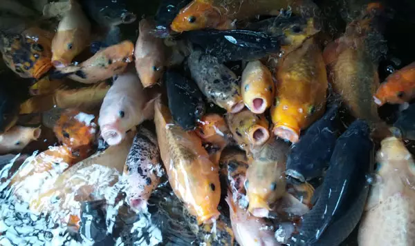 BBI Depok Lakukan Sejumlah Upaya Cegah Kematian pada Ikan