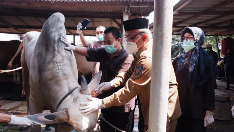 Wali Kota Kunjungi Tempat Penjualan Hewan Kurban di Kelurahan Mampang