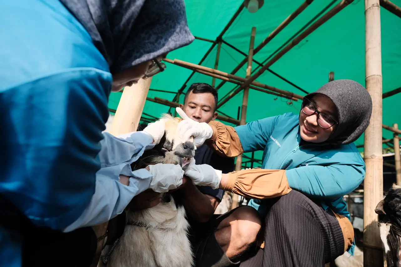 Lapak Kurban Bandot Balap Diperiksa, Wali Kota Depok Serahkan SKPHK