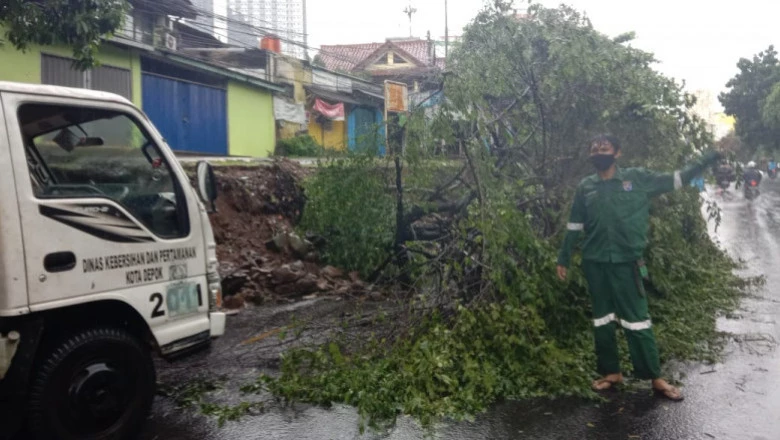 Satgas DLHK Tangani Pohon Tumbang di Jalan Margonda