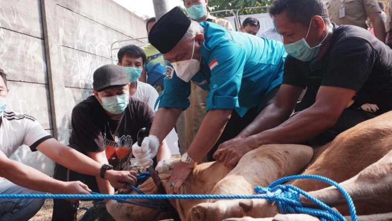 Iduladha 1441 H,  RSUD Depok Kurban Empat Sapi dan Tiga Kambing