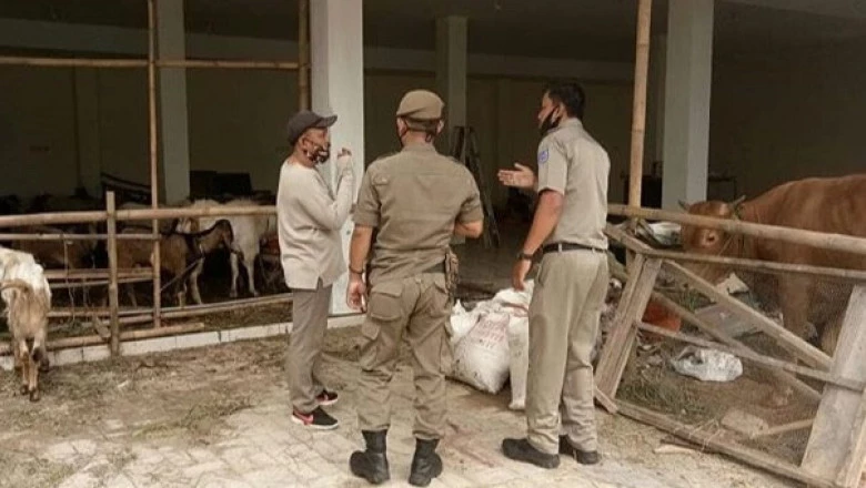Tim Patroli Satpol PP Cek Lapak Hewan Kurban