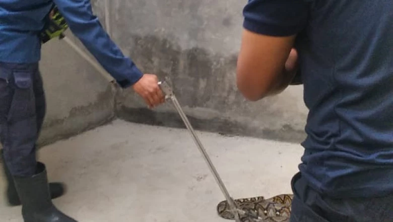 Damkar Depok Kembali Evakuasi Ular Sanca dari Rumah Warga di Cimanggis