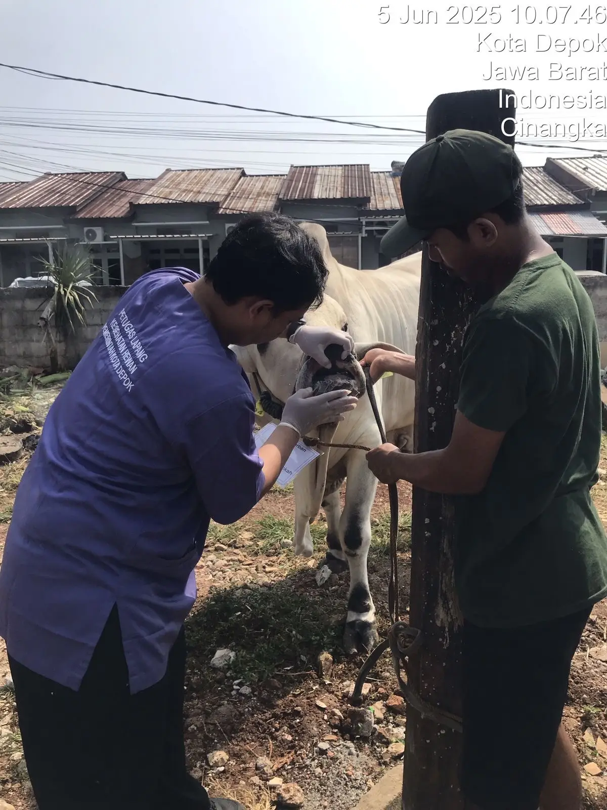 DKP3 Depok Periksa Sapi Kurban Bantuan Presiden Prabowo Subianto, Bobotnya Nyaris 1 Ton