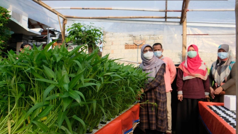 Bunda Elly Resmikan Kebun Hidroponik di RW 13 Panmas