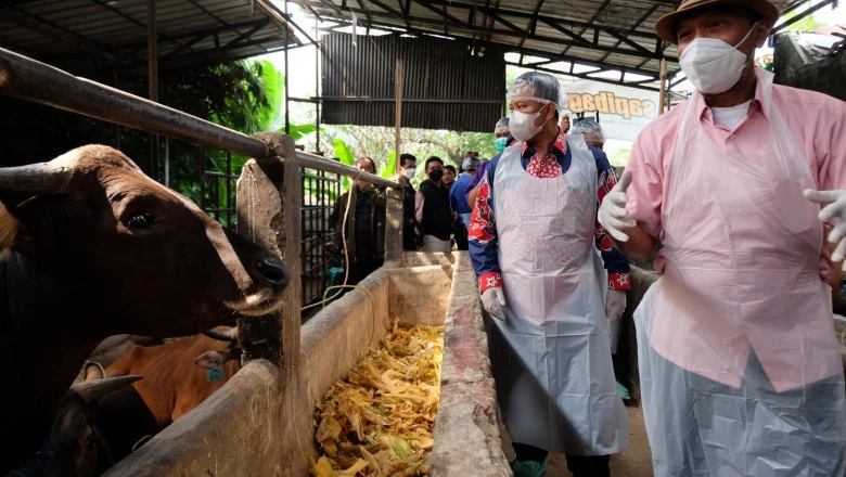 Sekda Depok Kunjungi Tempat Penjualan Hewan Kurban Sapibagus di Tapos