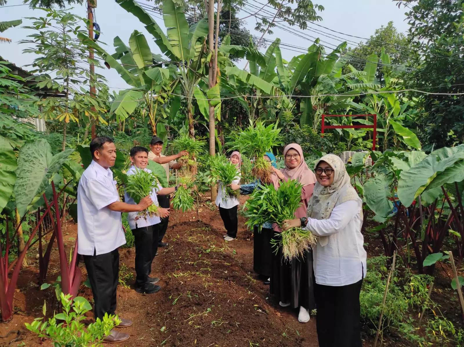 Lurah Kukusan Panen Kangkung Bareng Warga